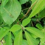 Cissus aralioides Leaf