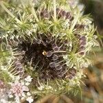 Daucus carota Plod