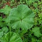 Malva pusilla Blad