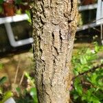 Eucommia ulmoides 樹皮