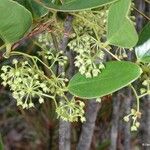 Smilax purpurata Flower