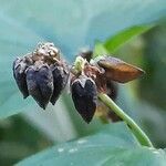 Fagopyrum tataricum Fruit
