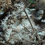 Ageratina ligustrina Fruit