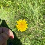 Krigia dandelion Flors