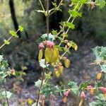 Bossiaea aquifolium