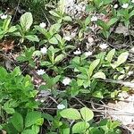 Lysimachia europaea Tervik taim