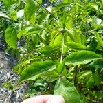 Cordia alliodora Hoja