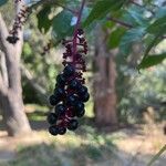 Phytolacca americanaFruto