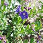 Veronica fruticans Blomma