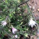 Centaurea diffusa Hoja
