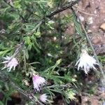 Centaurea diffusa Feuille