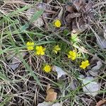 Potentilla vernaBlüte