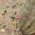 Indigofera spinosa Fleur