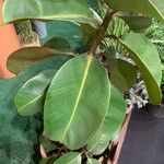 Ficus elasticaЛист