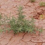 Astragalus trigonus List