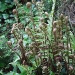 Dryopteris fragrans Habitus