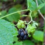 Rubus caesiusFruitua