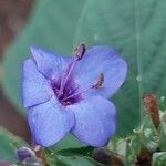 Eranthemum pulchellum Blomma