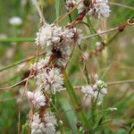 Cuscuta epithymum Diğer