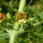 Scrophularia grandiflora Flower