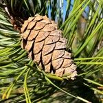 Pinus heldreichii Fruit