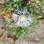 Galactites tomentosusFleur