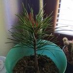 Pinus cembra葉