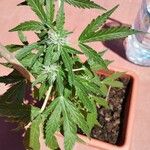 Cannabis indica Hostoa