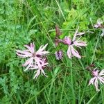 Lychnis flos-cuculiFlower