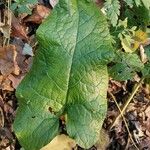 Arctium nemorosumHoja