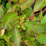 Cornus racemosa Leaf