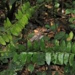 Asplenium barteri Hoja