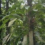 Philodendron cretosum മറ്റ്
