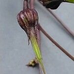 Geranium purpureum Fruit