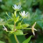 Cerastium diffusum Blüte