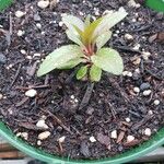 Amaranthus tortuosus Leaf