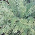 Achillea crithmifolia Folha