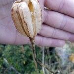 Lilium pyrenaicum Fruit