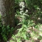 Carduus cephalanthus Habitat