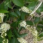 Prunus serotinaFlower