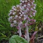 Petasites hybridus Kukka