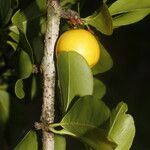 Ximenia americana Fruit