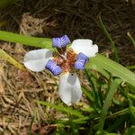 Neomarica northiana Flor