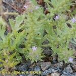 Verbena bracteata 形态