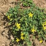 Hypericum humifusum Natur