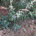 Setaria parviflora Листок