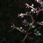 Miconia ciliata Flower