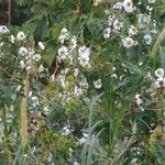 Montanoa bipinnatifida Kwiat
