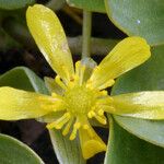 Ranunculus glaberrimus Květ