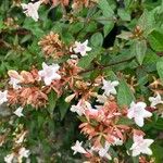 Abelia x grandiflora Flower